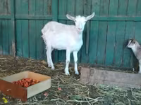 बकरी, Saanen goat — फ़ोटो 6
