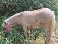 母马, Horses — 照片 2
