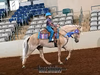 Mare, Palomino — photo 7