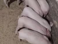 Schweine (Partie, Geschlecht nicht angegeben), Крупная белая — Foto 1