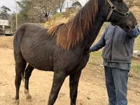 Cheval, Black Sea breed — photo 3