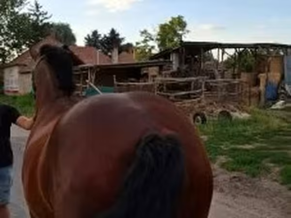 Mare, Horses