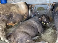Býk, Swiss cattle — foto 5