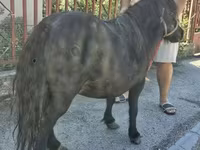 Jument, American shetland pony — photo 2