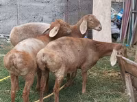 भेड़, Arashan sheep — फ़ोटो 2