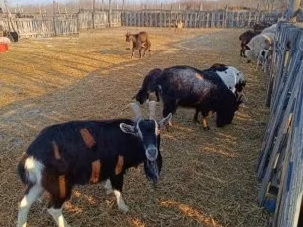 母山羊, Goats