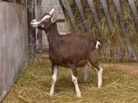 बकरी, Toggenburg goat — फ़ोटो 1
