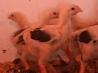 Chickens — الصورة 5