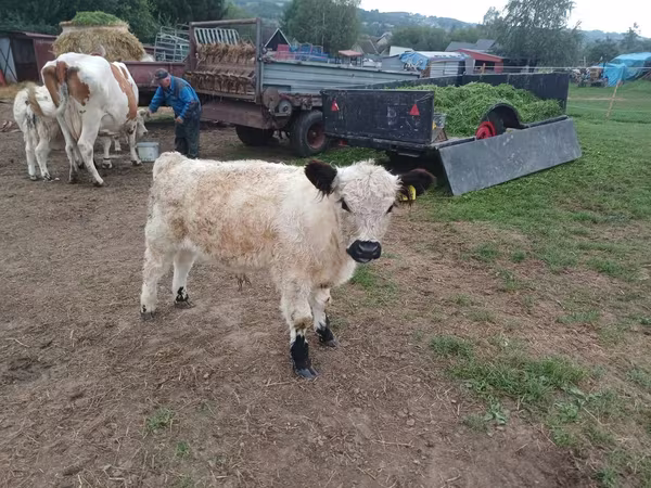 Taureau, Vache galloise