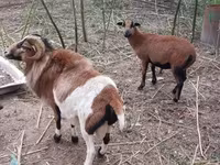 Beran, Cameroon sheep — foto 8