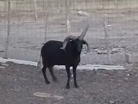 Кочкор, Шетланд койу — сүрөт 3