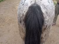 حصان, Appaloosa — الصورة 4