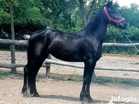 Stute, Friesian — Foto 5