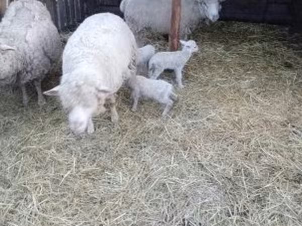 Ovce, Merino sheep