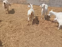 Chèvre, Toggenburg goat — photo 8