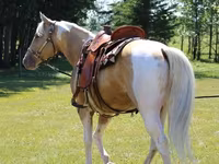 Kůň, American paint horse — foto 2