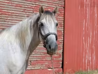Cheval, Tennessee Walking Horse — photo 4