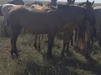 Jument, Mugalzhar horse — photo 8