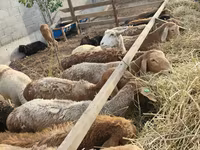 Sheep, Sheep — photo 5