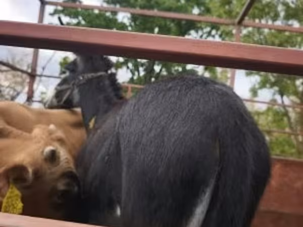 Cheval, Chevaux