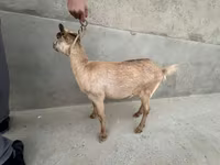 Cabra, Alpine goat — foto 7