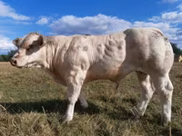 Taureau, Charolais cattle — photo 2
