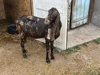 Koza, Kamori goats — zdjęcie 3