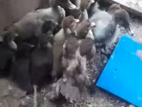 Ducks — Foto 1