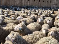 أغنام (دفعة، الجنس غير محدد), الأغنام — الصورة 5