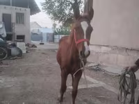 雄馬, Russian Don — 写真 2