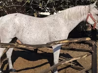 Mare, Lipizzaner — photo 3