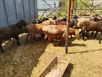 Baran, Gorkov sheep — zdjęcie 3