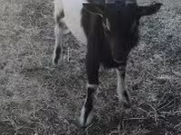 Kozel, Nigerian dwarf goats — foto 1