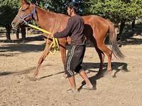 Yegua, Arabian horse — foto 5