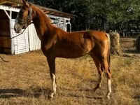 فرس, Dutch warmblood horse — الصورة 1