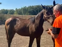 Kobyła, Nonius horse — zdjęcie 2