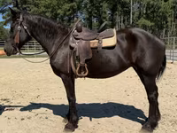 فرس, Percheron — الصورة 4