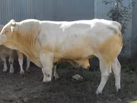 公牛, Blonde d’Aquitane cattle — 照片 4