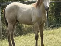 Cheval, Kentucky mountain daddle horse — photo 2