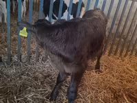 सांड, Simmental cattle — फ़ोटो 4
