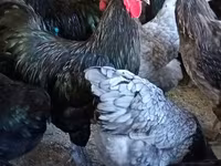 Australorp — Foto 3