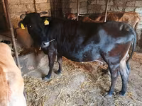 Kuh, Wilder Yak — Foto 1