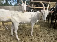 बकरा, Saanen goat — फ़ोटो 8