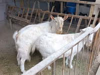 نعجة, Rhon sheep — الصورة 8