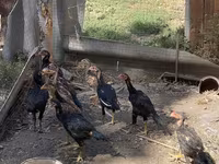 Chickens — Foto 2