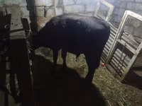 Bulle, Aberdeen-Angus — Foto 2