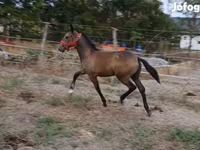 Mare, Lipizzaner — photo 3