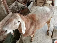公羊, Arashan sheep — 照片 3