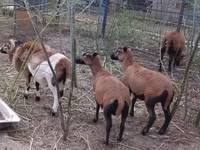公羊, Cameroon sheep — 照片 4