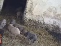 Pigs (batch, sex not specified), Вьетнамская вислобрюхая — photo 3